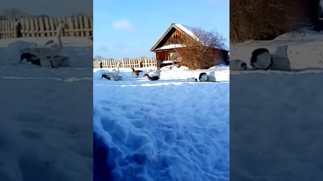 Первое гусиное яйцо оплод или нет. смотреть онлайн