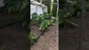 Капельный полив Синьор Помидор для грядок №2