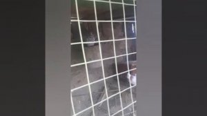 Армянские голуби с. Армавир 02 02 2020 094919983