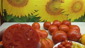 ТОМАТ ЛАДОШКА. ДЕГУСТАЦИЯ. Ольга Чернова.