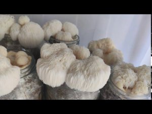 ой грибы, грибы, грибочки!