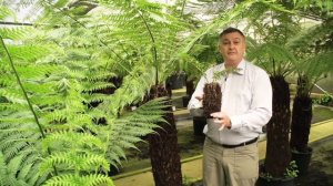 Giant Tree Fern 'Dicksonia Antarctica'