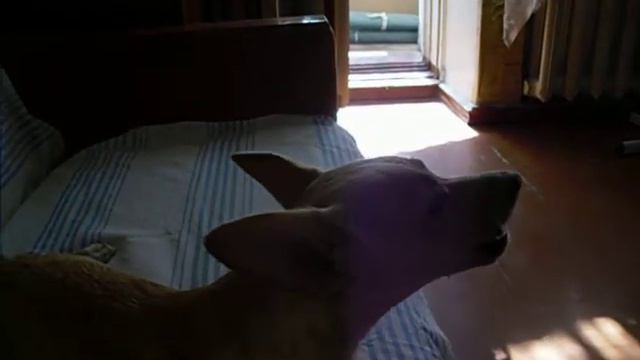 Харли и Кипелов..AVI смотреть онлайн