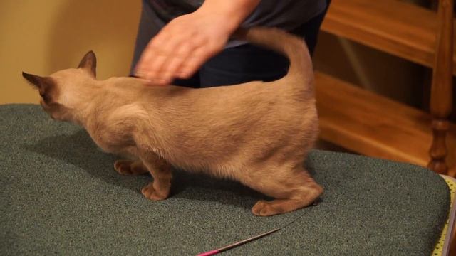 Европейские Бурмы – в котокафе «Котики и Люди» смотреть онлайн