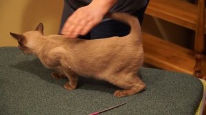 Европейские Бурмы – в котокафе «Котики и Люди»