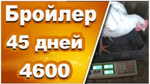 Крупный бройлер 45 дней из столового яйца на "СЛАВНОМ КОРМЕ". Пробиотики рулят, от БИОТЕХАГРО!!