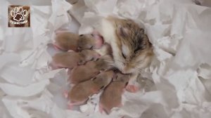 Как выглядят маленькие хомяки.  Смешные хомечата.