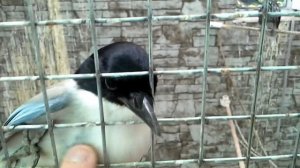 Голубая сорока в Иркутской зоогалерее