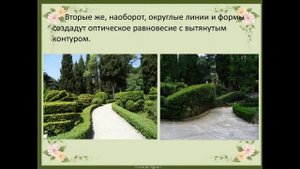 Презентация живая изгородь из ели 12