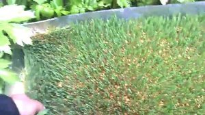 Гидропонный корм своими руками