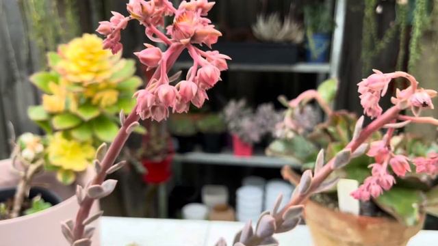 Do ECHEVERIAS produce DEATH BLOOMS/ TERMINAL FLOWERS? смотреть онлайн
