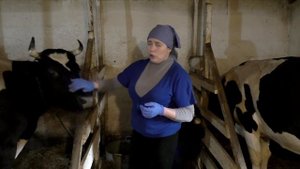 Папилломы и бородавки у коров//Папилломы на вымени у коровы