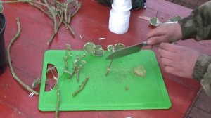 Черенкуем пеларгонию правильно | Черенкование пеларгонии весной 2022