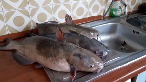 Американский сомик рвет удочки, Но дед поймал все же. Хвастаюсь.