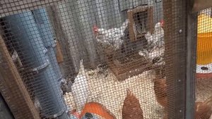 Нюансы одновременного содержания кур разных пород.