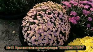 №13 Хризантема мультифлора ЖАКЛИН ПИЧ 4 10 23