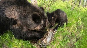 Самозанятые медведи.