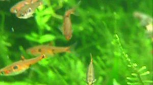 Rasbora maculata, Rasbora "Galaxy"