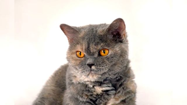 Selkirk Rex. Pros And Cons, Price, How To Choose, Facts, Care, History