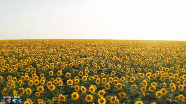 Красивая Мелодия До Слез! Самая Красивая Музыка на Свете! Нежная музыка для души! музыка 2024 смотреть онлайн