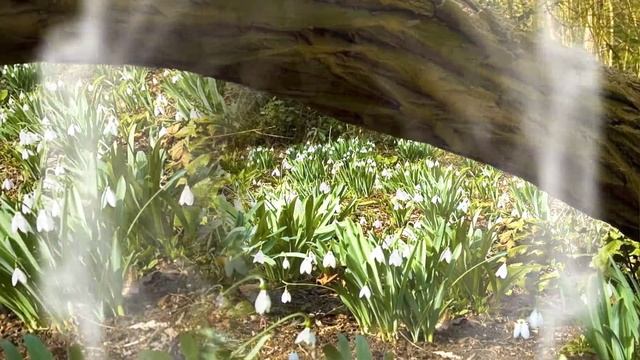 Подснежники. Символ чистоты и надежды смотреть онлайн