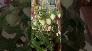 Томат "Сладкие Курносики")))