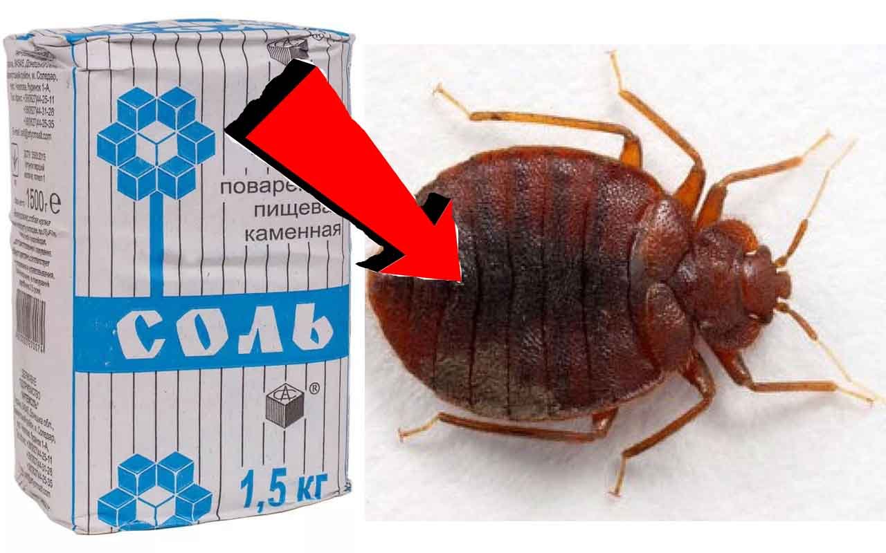 Как избавиться от клопов За 3 Секунды!