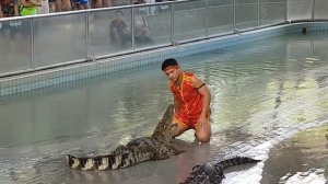 Смешное шоу крокодилов)