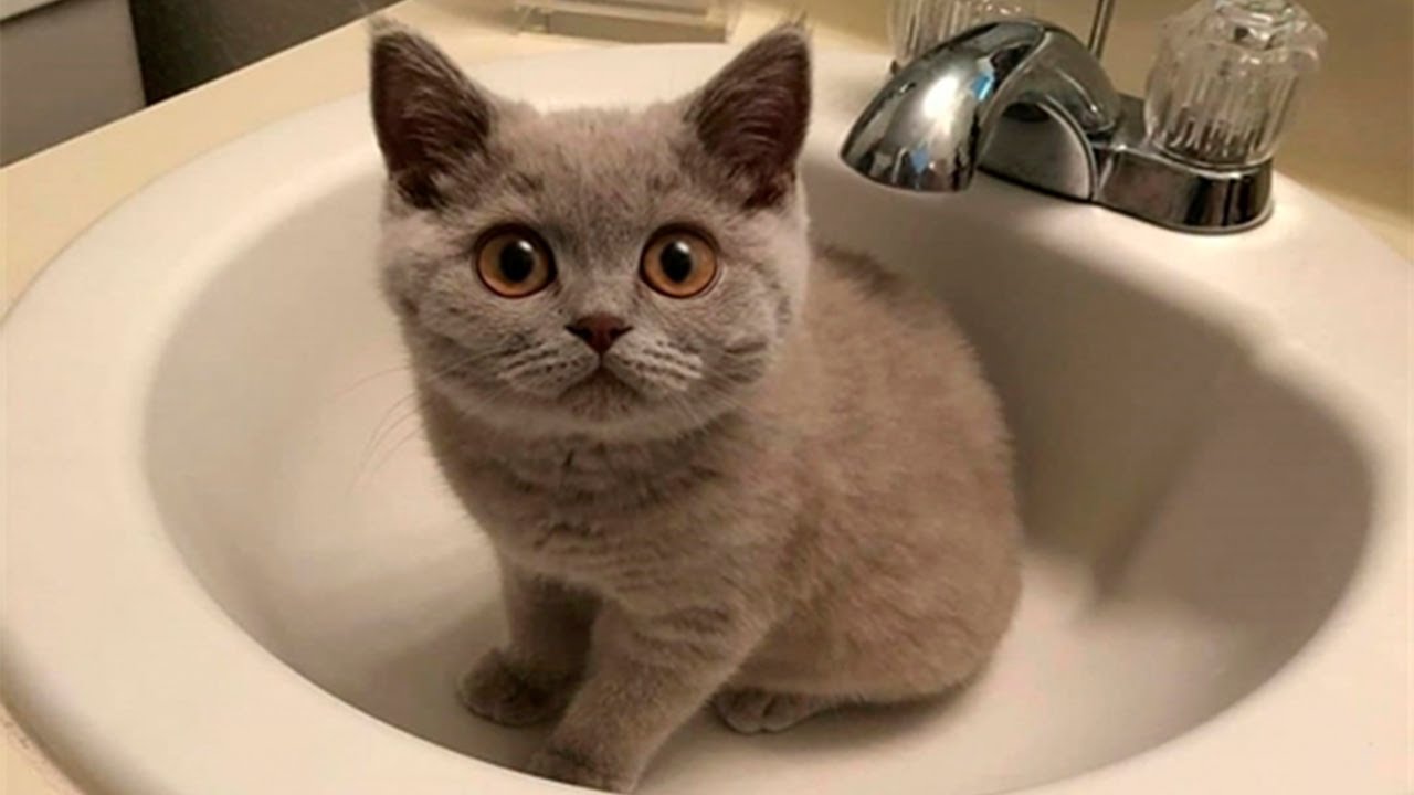 СМЕШНЫЕ ЖИВОТНЫЕ 2023/ЛУЧШИЕ ПРИКОЛЫ С КОТАМИ