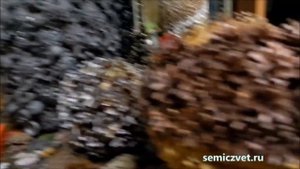 ??? Новогодние украшения из шишек своими руками