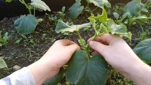 Что нужно сделать с огурцами перед цветением