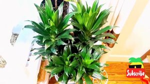 Легкие комнатные растения. Драцена.