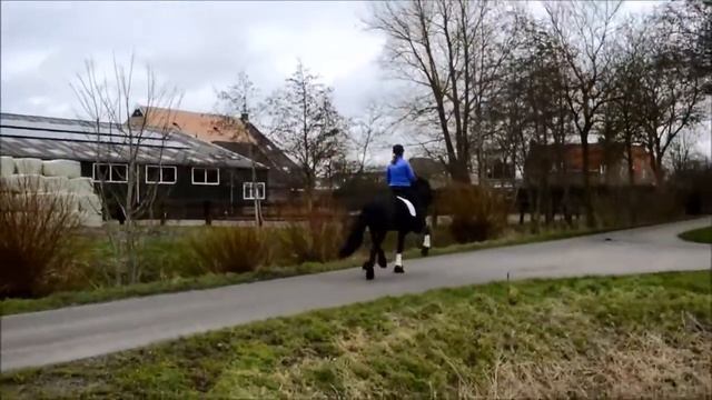 Продается красивый фризский жеребец, 4 года смотреть онлайн