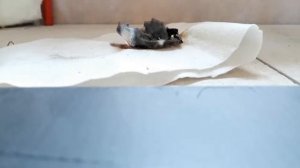 Геотекстиль в вентиляции, горит или не горит? Эксперимент. Строю дом.