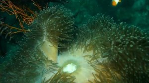 4K Best relaxing aquarium🐠 🐬🐡/ 4К лучший расслабляющий аквариум🐠🐬🐡