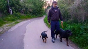 Как приучить собаку ходить рядом?Мои девки?