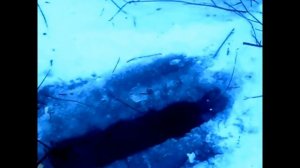 у становка капканов кп 250 под  лед ( охота на бобра)