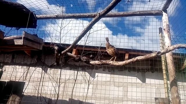 Крики молодого фазана смотреть онлайн