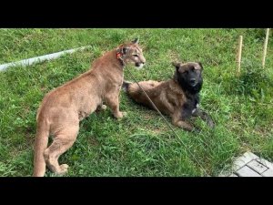 Бесстрашный пёс знакомится с пумой Месси