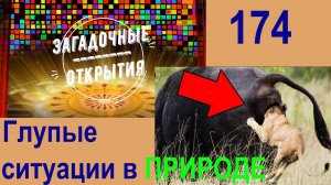 Глупые ситуации в природе. З/О_174.