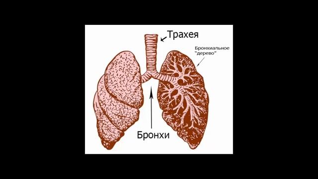 Семинар 10. Появление человечества: что посеешь, то и пожнешь