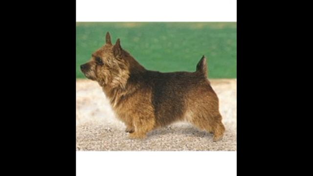 Породы собак выведенные в Великобритании часть 4 смотреть онлайн