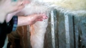 Лечение мастита моей первотелки. treatment of mastitis. How I do it!
