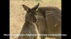 Macropus fuliginosus fuliginosus   Кенгуру з острова Кенгуру   Kangaroo Island western grey kangaro