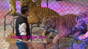 Тигровый зоопарк Сирача. Шоу с тиграми.