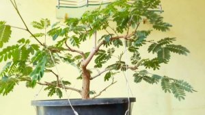 How To Grow Bonsai Trees From Seed - Subtitles Available