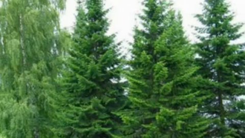 Фотосинтез и дыхание хвойных растений