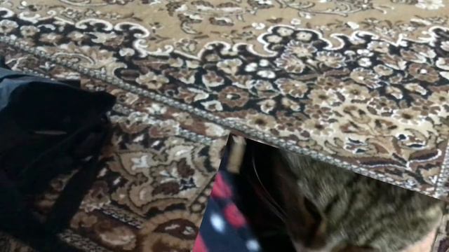 Теории Барсика что будет в пять ночей с Барсиком 5 ч2 смотреть онлайн