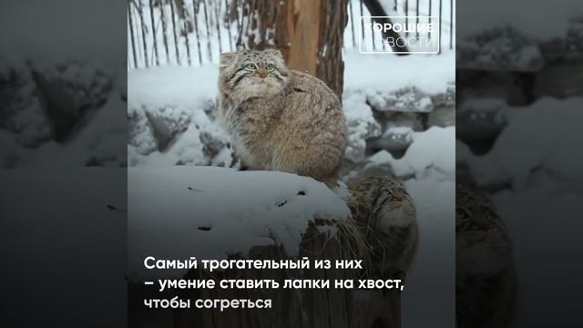 Новосибирские манулята научились ставить лапки на хвост смотреть онлайн