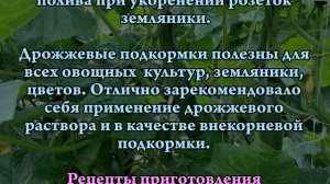 Дрожжи, как удобрение в саду и огороде!